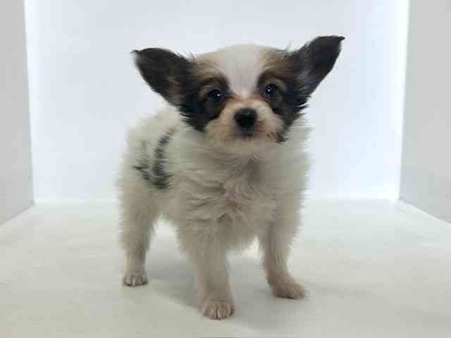 大阪府のパピヨン (ひごペットフレンドリーアクロスプラザ住之江店/2026年1月3日生まれ/男の子/ホワイトブラウン)の子犬の3枚目の画像