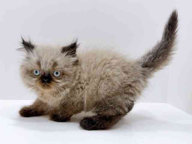 広島県のヒマラヤン (ひごペットフレンドリーフジグラン神辺店/2026年1月3日生まれ/男の子/シールポイント)の子猫の3枚目の画像