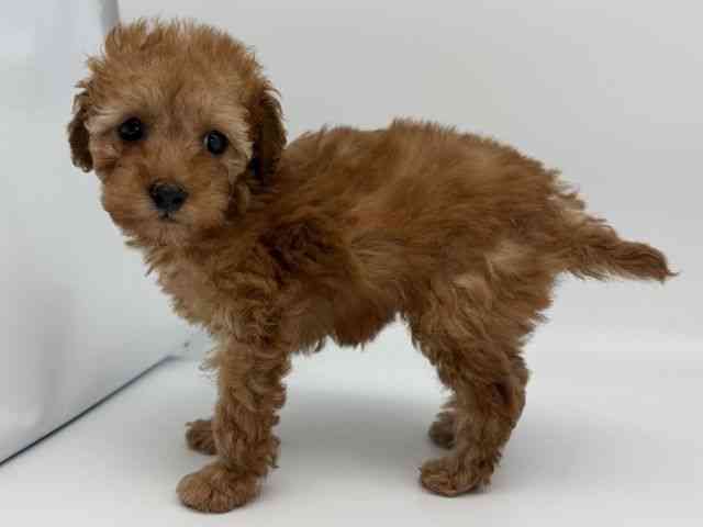 島根県のトイプードル(トイ) (ひごペットフレンドリーイオンモール出雲店/2026年1月4日生まれ/女の子/レッド)の子犬の3枚目の画像