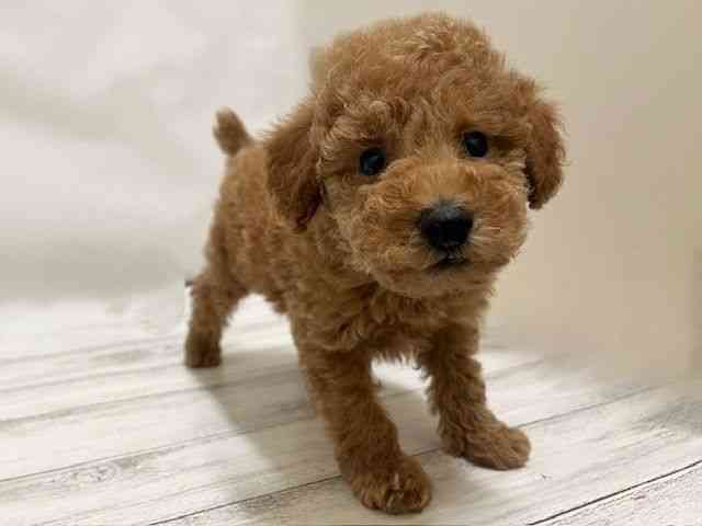 和歌山県のトイプードル(トイ) (ひごペットフレンドリーパームシティ和歌山店/2026年1月2日生まれ/男の子/レッド)の子犬の3枚目の画像