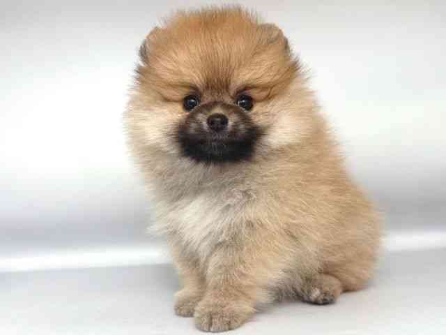 大阪府のポメラニアン (ひごペットフレンドリー岸和田店/2026年1月3日生まれ/女の子/オレンジ)の子犬の3枚目の画像