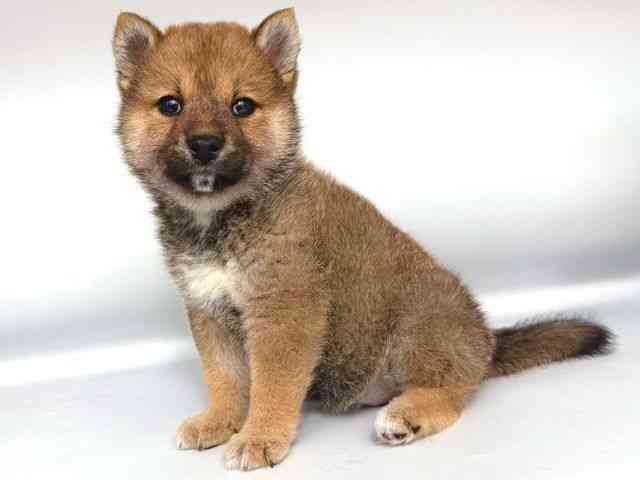 大阪府の柴犬(標準サイズ) (ひごペットフレンドリー岸和田店/2026年1月3日生まれ/女の子/赤)の子犬の3枚目の画像