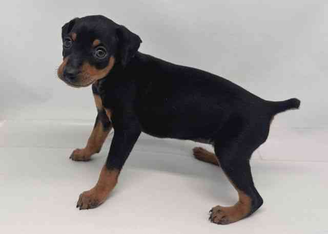 鳥取県のミニチュアピンシャー (ひごペットフレンドリーイオンモール鳥取北店/2026年1月3日生まれ/女の子/ブラックタン)の子犬の3枚目の画像