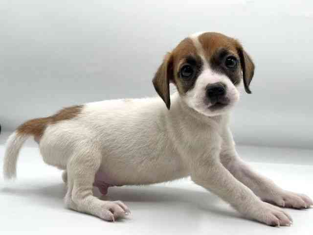 香川県のジャックラッセルテリア (ひごペットフレンドリーゆめタウン高松店/2026年1月3日生まれ/男の子/ホワイトタン)の子犬の3枚目の画像