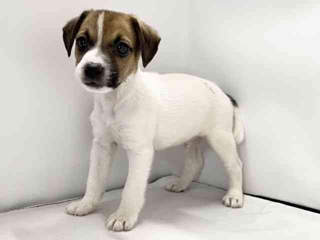 愛媛県のジャックラッセルテリア (ひごペットフレンドリーイオンモール今治新都市店/2026年1月3日生まれ/男の子/ホワイトタン)の子犬の3枚目の画像