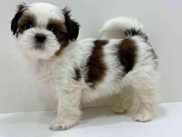 広島県のシーズー (ひごペットフレンドリーフジグラン神辺店/2026年1月3日生まれ/男の子/ゴールドホワイト)の子犬の3枚目の画像