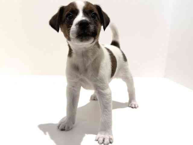 大阪府のジャックラッセルテリア (ひごペットフレンドリーイオン高槻店/2026年1月3日生まれ/女の子/ホワイトタン)の子犬の3枚目の画像