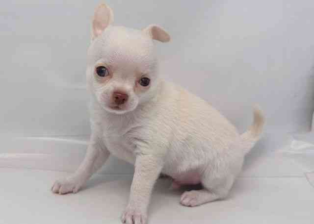 鳥取県のチワワ(スムース) (ひごペットフレンドリーイオンモール鳥取北店/2026年1月3日生まれ/男の子/ホワイト)の子犬の3枚目の画像