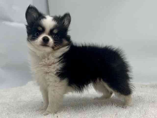 島根県のチワワ(ロング) (ひごペットフレンドリーイオンモール出雲店/2026年1月3日生まれ/男の子/ブラックタンホワイト)の子犬の3枚目の画像