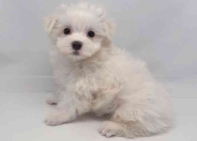 鳥取県のマルチーズ (ひごペットフレンドリーイオンモール鳥取北店/2026年1月4日生まれ/男の子/ホワイト)の子犬の3枚目の画像