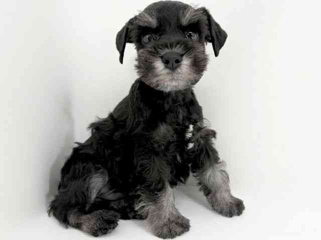 京都府のミニチュアシュナウザー (ひごペットフレンドリーイズミヤショッピングセンター八幡店/2026年1月4日生まれ/男の子/ブラックシルバー)の子犬の3枚目の画像