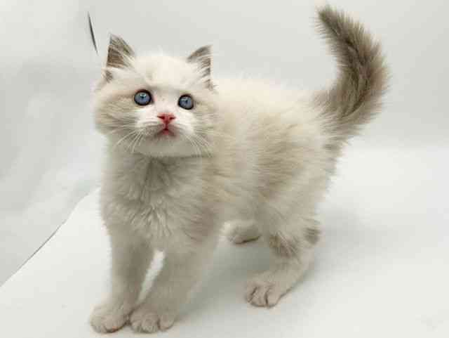 大阪府のラグドール (ひごペットフレンドリーみのおキューズモール店/2025年12月31日生まれ/男の子/ブルーポイントバイカラー)の子猫の3枚目の画像