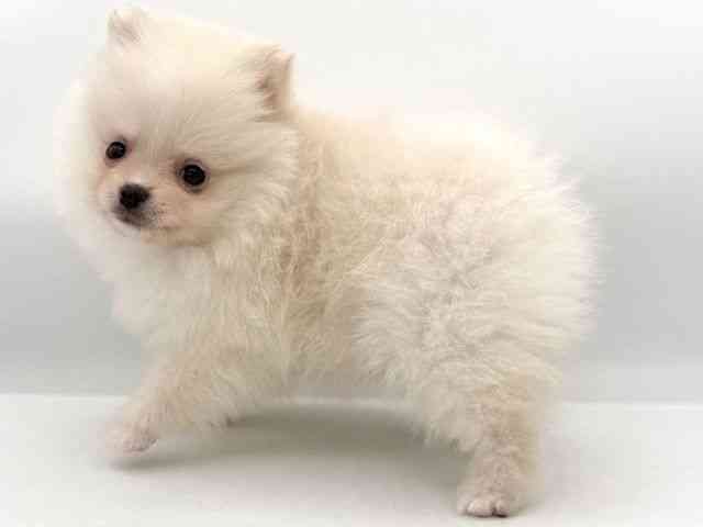 大阪府のポメラニアン (ひごペットフレンドリーイオンそよら海老江店/2026年1月4日生まれ/女の子/クリーム)の子犬の3枚目の画像