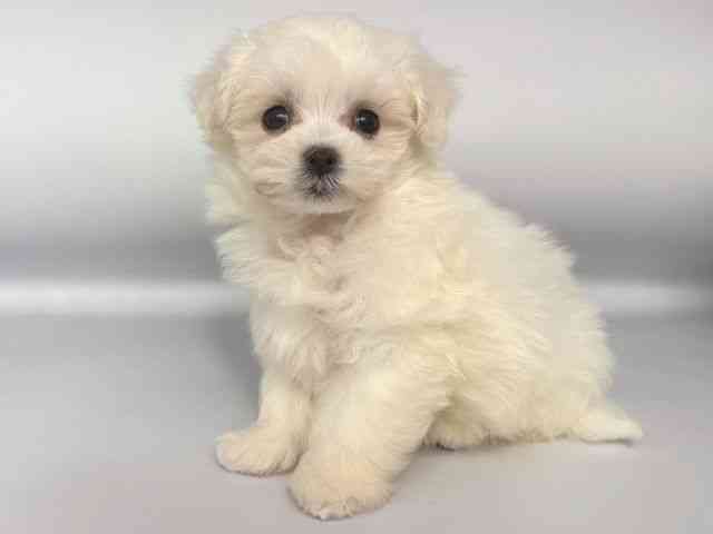 大阪府のマルプー(マルチーズ×プードル) (ひごペットフレンドリー岸和田店/2026年1月1日生まれ/男の子/クリーム)の子犬の3枚目の画像