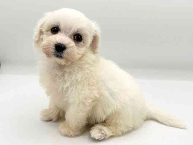 京都府のマルプー(マルチーズ×プードル) (ひごペットフレンドリーイオンモール高の原店/2026年1月1日生まれ/男の子/クリーム)の子犬の3枚目の画像