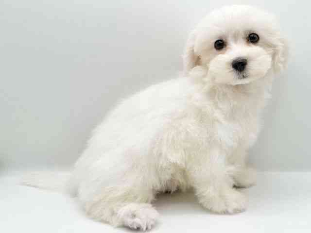 京都府のマルプー(マルチーズ×プードル) (ひごペットフレンドリーイオンモール高の原店/2026年1月1日生まれ/男の子/クリーム)の子犬の3枚目の画像