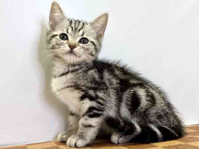 愛媛県のアメリカンショートヘアー (ひごペットフレンドリーエミフルMASAKI店/2026年1月2日生まれ/男の子/シルバータビー)の子猫の3枚目の画像