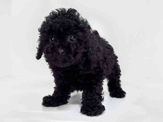 兵庫県のトイプードル(トイ) (ひごペットフレンドリーイトーヨーカドー明石店/2026年1月4日生まれ/女の子/ブラック)の子犬の3枚目の画像