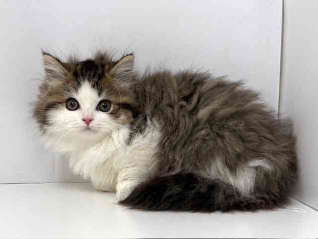 大阪府のマンチカン (ひごペットフレンドリーベルファⅡ都島店/2026年1月1日生まれ/女の子/ブラウンパッチドタビーホワイト)の子猫の3枚目の画像