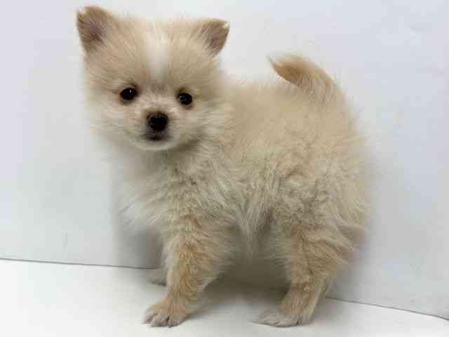 大阪府のポメヨン/パピポメ/ポメパピ(ポメラニアン×パピヨン) (ひごペットフレンドリーベルファⅡ都島店/2026年1月3日生まれ/男の子/クリーム)の子犬の3枚目の画像