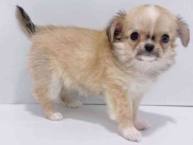 大阪府のチワワ(ロング) (ひごペットフレンドリーイズミヤショッピングセンター千里丘店/2026年1月3日生まれ/女の子/フォーンホワイト)の子犬の3枚目の画像