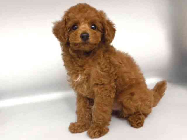 大阪府のトイプードル(トイ) (ひごペットフレンドリー岸和田店/2025年12月31日生まれ/男の子/レッド)の子犬の3枚目の画像