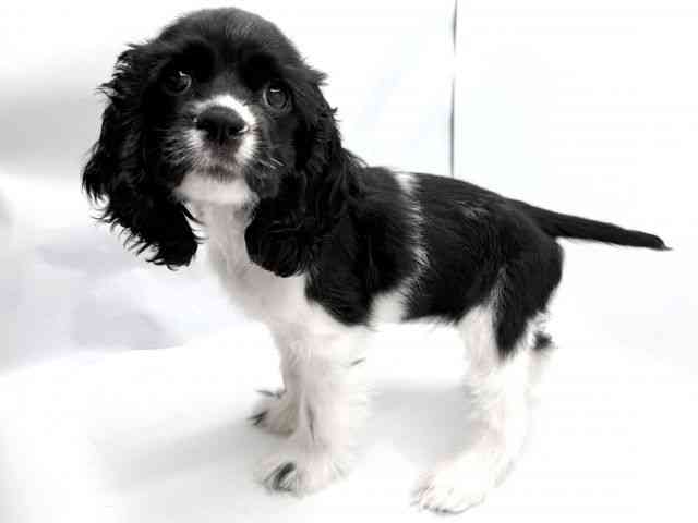 大阪府のアメリカンコッカースパニエル (ひごペットフレンドリーみのおキューズモール店/2026年1月3日生まれ/女の子/ホワイトブラック)の子犬の3枚目の画像