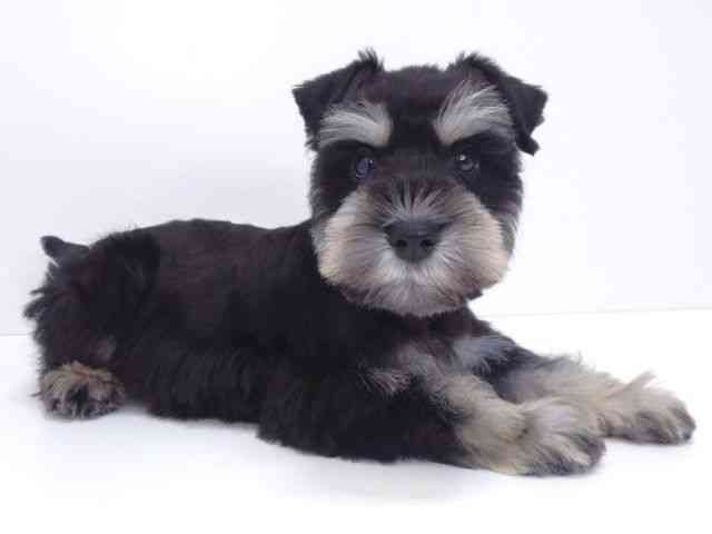 大阪府のミニチュアシュナウザー (ひごペットフレンドリーいこらもーる泉佐野店/2026年1月3日生まれ/男の子/ブラックシルバー)の子犬の3枚目の画像