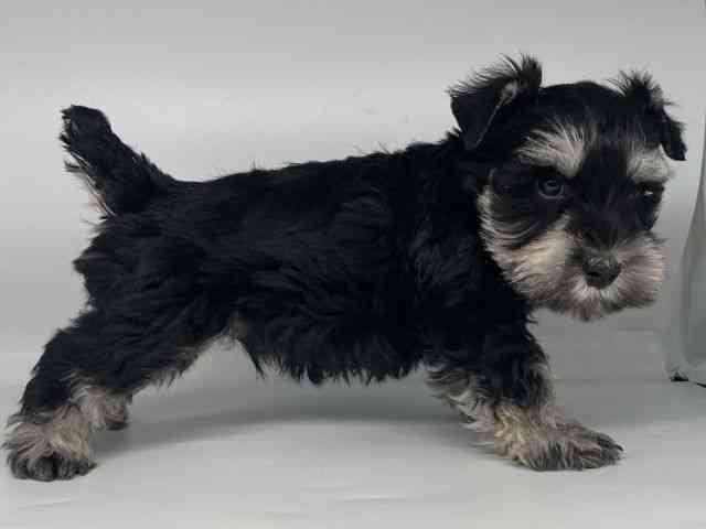 徳島県のミニチュアシュナウザー (ひごペットフレンドリーゆめタウン徳島店/2026年1月3日生まれ/男の子/ブラックシルバー)の子犬の3枚目の画像