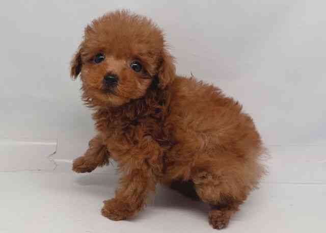 鳥取県のトイプードル(トイ) (ひごペットフレンドリーイオンモール鳥取北店/2026年1月5日生まれ/女の子/レッドフォーン)の子犬の3枚目の画像