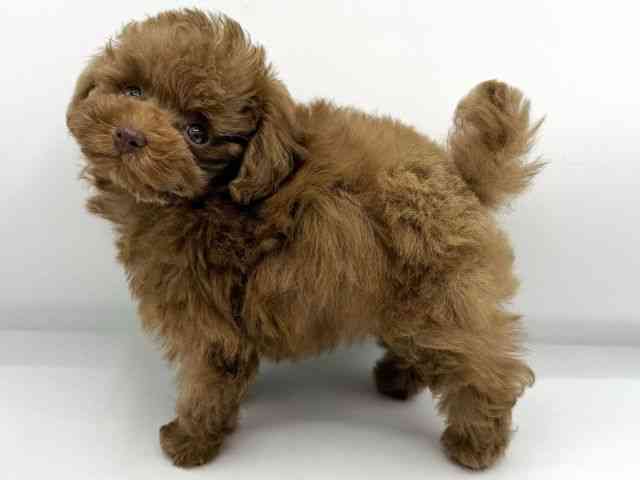 大阪府のトイプードル(トイ) (ひごペットフレンドリーららぽーとEXPOCITY店/2026年1月5日生まれ/男の子/レッドフォーン)の子犬の3枚目の画像