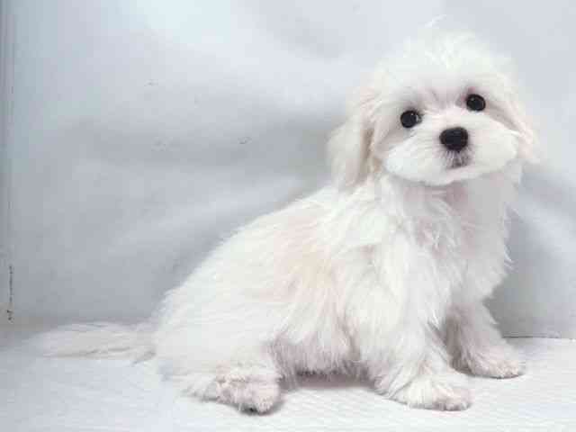 大阪府のマルチーズ (ひごペットフレンドリー堺プラットプラット店/2026年1月3日生まれ/男の子/ホワイト)の子犬の3枚目の画像