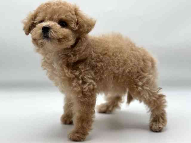 香川県のハーフ犬・ミックス犬 (ひごペットフレンドリーゆめタウン高松店/2026年1月3日生まれ/女の子/アプリコット)の子犬の3枚目の画像