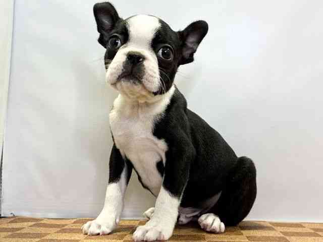 愛媛県のボストンテリア (ひごペットフレンドリーエミフルMASAKI店/2026年1月2日生まれ/男の子/ボストンカラー)の子犬の3枚目の画像