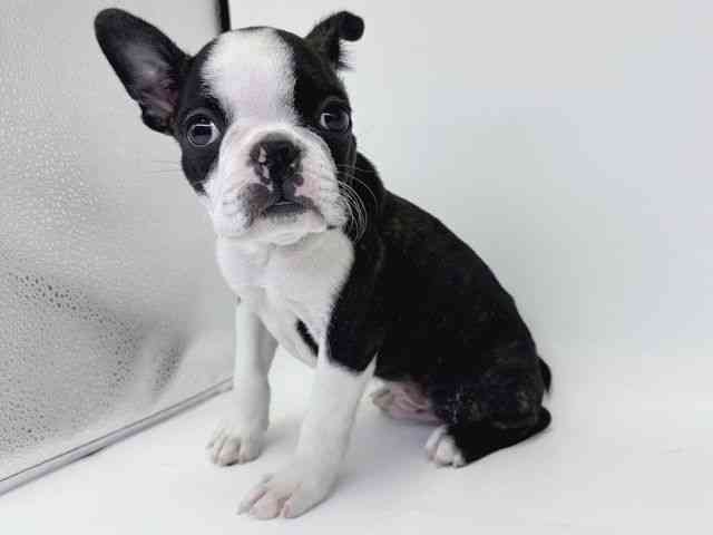 大阪府のボストンテリア (ひごペットフレンドリー瓜破店/2026年1月2日生まれ/男の子/ボストンカラー)の子犬の3枚目の画像