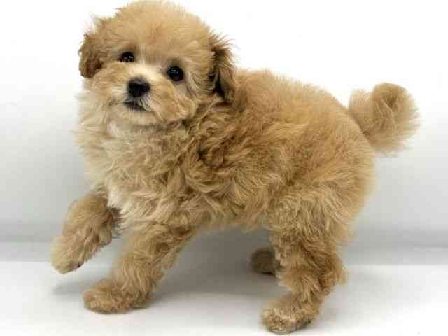 大阪府のトイプードル(トイ) (ひごペットフレンドリーららぽーとEXPOCITY店/2026年1月4日生まれ/女の子/オレンジフォーン)の子犬の3枚目の画像