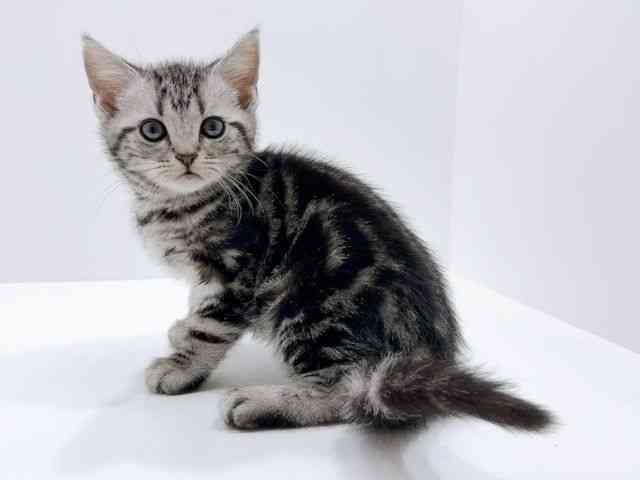 広島県のアメリカンショートヘアー (ひごペットフレンドリーフジグラン神辺店/2026年1月3日生まれ/女の子/シルバータビー)の子猫の3枚目の画像