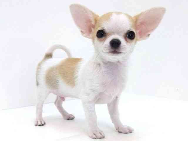 大阪府のチワワ(スムース) (ひごペットフレンドリーいこらもーる泉佐野店/2025年12月31日生まれ/男の子/ホワイトフォーン)の子犬の3枚目の画像