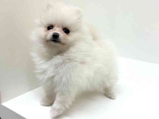 兵庫県のポメラニアン (ひごペットフレンドリーブルメールHAT神戸店/2026年1月1日生まれ/男の子/ホワイト)の子犬の3枚目の画像