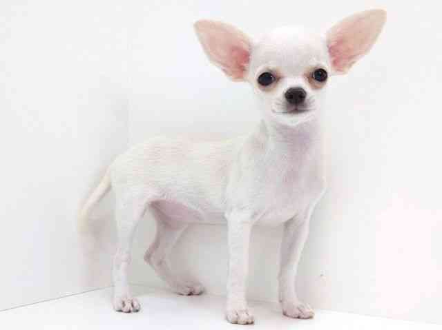 大阪府のチワワ(スムース) (ひごペットフレンドリーいこらもーる泉佐野店/2026年1月3日生まれ/女の子/クリーム)の子犬の3枚目の画像