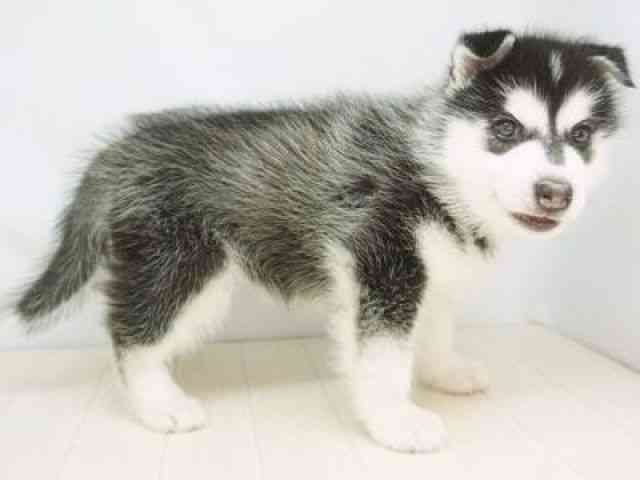 福岡県のシベリアンハスキー (ひごペットフレンドリーゆめタウン筑紫野店/2026年1月3日生まれ/女の子/ブラックホワイト)の子犬の3枚目の画像