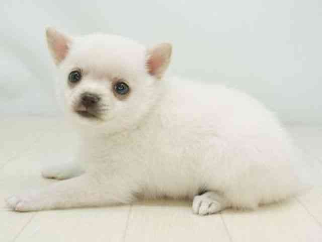 福岡県のポメチワ/チワポメ/ポメチー(ポメラニアン×チワワ) (ひごペットフレンドリーゆめタウン筑紫野店/2026年1月1日生まれ/女の子/ホワイト)の子犬の3枚目の画像