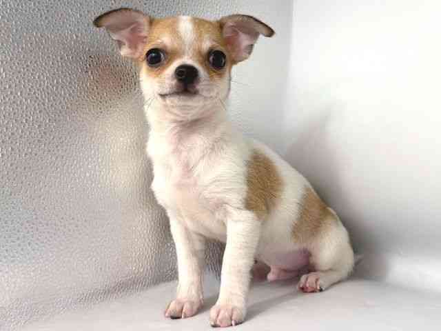 大阪府のチワワ(スムース) (ひごペットフレンドリー岸和田店/2026年1月4日生まれ/男の子/ホワイトフォーン)の子犬の3枚目の画像