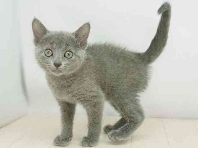 福岡県のロシアンブルー (ひごペットフレンドリーゆめタウン筑紫野店/2026年1月3日生まれ/女の子/ブルー)の子猫の3枚目の画像