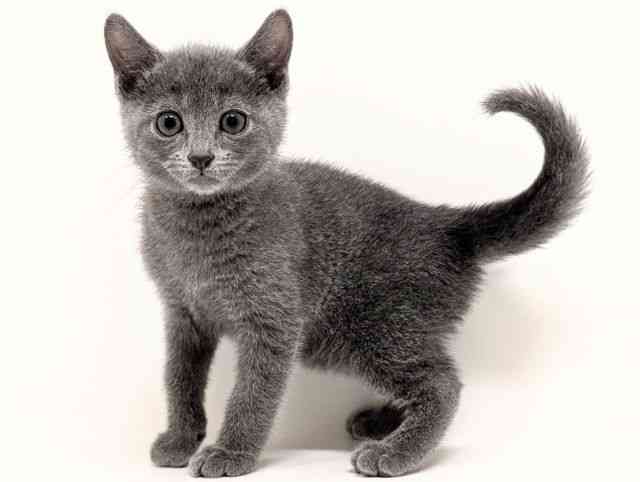 福岡県のロシアンブルー (ひごペットフレンドリーリバーウォーク北九州店/2026年1月3日生まれ/男の子/ブルー)の子猫の3枚目の画像