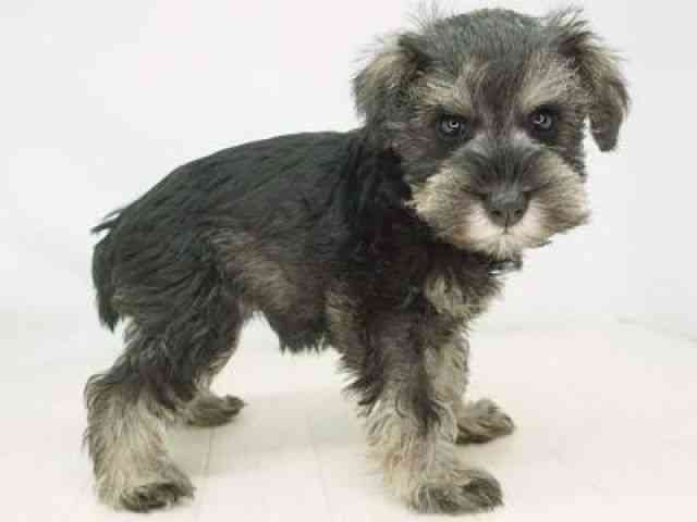 福岡県のミニチュアシュナウザー (ひごペットフレンドリーゆめタウン筑紫野店/2026年1月4日生まれ/女の子/ソルトペッパー)の子犬の3枚目の画像