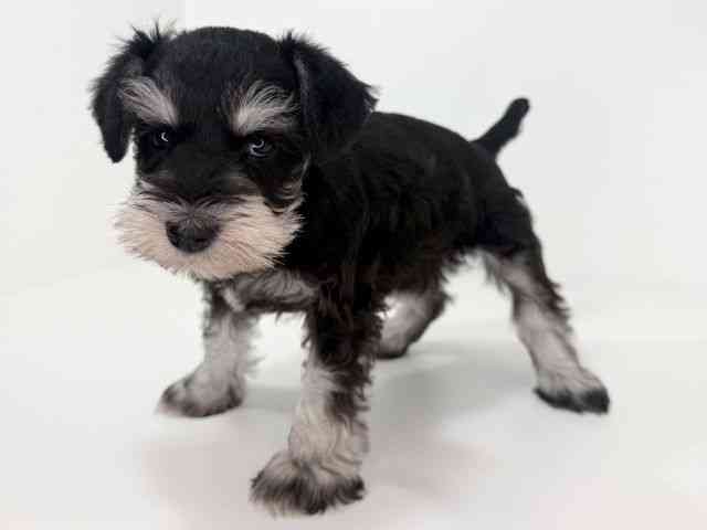 兵庫県のミニチュアシュナウザー (ひごペットフレンドリーイトーヨーカドー明石店/2026年1月4日生まれ/女の子/ブラックシルバー)の子犬の3枚目の画像