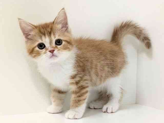 福岡県のスコティッシュフォールド (ひごペットフレンドリーリバーウォーク北九州店/2026年1月3日生まれ/男の子/レッドタビーホワイト)の子猫の3枚目の画像