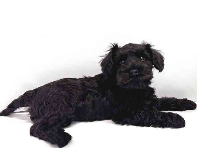 奈良県のミニチュアシュナウザー (ひごペットフレンドリー奈良パワーシティ店/2026年1月4日生まれ/男の子/ブラック)の子犬の3枚目の画像