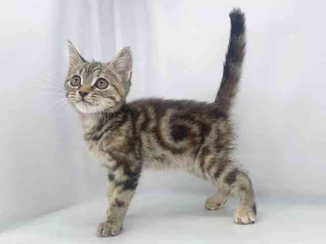 兵庫県のマンチカン (ひごペットフレンドリーイオンタウン加古川店/2026年1月5日生まれ/女の子/ブラウンタビー)の子猫の3枚目の画像